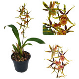 Orquidea Aranha Brassia Anikaara Flor Rara Planta Adulta