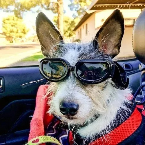 Lentes Goggles Para Perros Gafas Googles Q Perrón