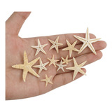 Decoración De Estrella De Mar Natural Para 1-5cm 100 Pcs .