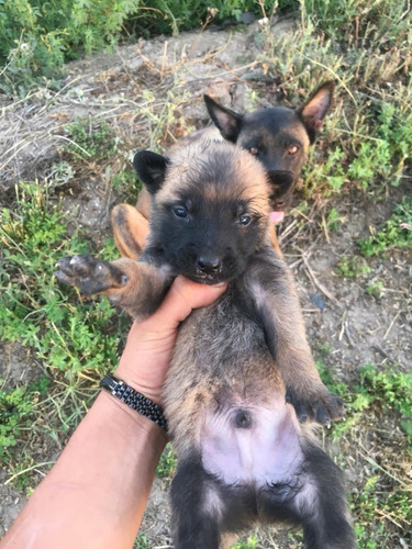 Cachorros Con Entrenamiento Pastor Belga Malinois