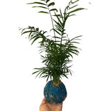 Planta Aérea Kokedama Palmeira Chamedora  C/ Macramê Descont