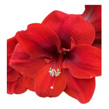 Bulbo Hippeastrum Amarilys Lion King + Kit + Envío + Curso