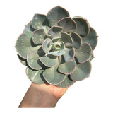 Suculenta Echeveria Dusty Rose Pote 11 Planta Externa De Sol