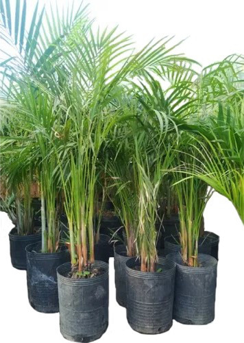 Palmera Areca De Interiores 10 L. Certificadas Por Senasa