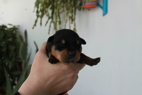 Venerable Rottweiler Unicos Kennel Saintdaniel 9