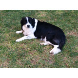 Hembra Border Collie Adulta Pedigree Internacional