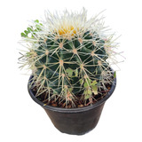 Echinocactus Grusonni (asiento De Suegra, Visnaga)