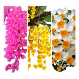 Kit Muda Dendrobium Thyrsiflorum Agregatum Secundum Promoçao