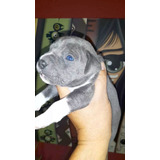 Pitbulls Blue 