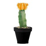 Cactus Coreano Amarillo