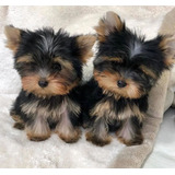 Vendo Adorables Cachorros Yorkie Terrier 