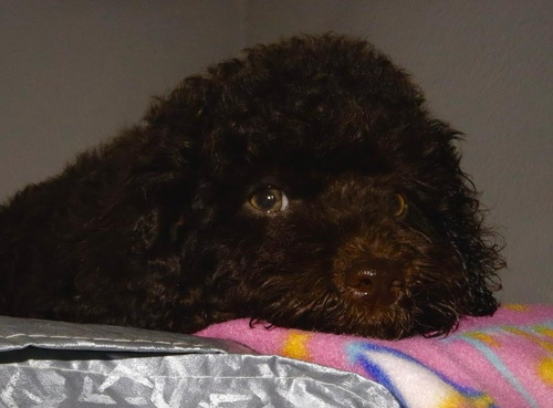 Lindas Cachorritas French Poodle Negro Azabache Minitoy