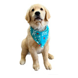 Bandana Pet M Pacote 100 Peças Macho E Fêmea.