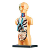 Juguetes Modelo De Ensamblaje De Órganos Del Cuerpo Humano