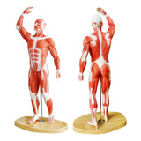 Evotech Human Muscle Model-20  Modelo De Sistema Muscular En