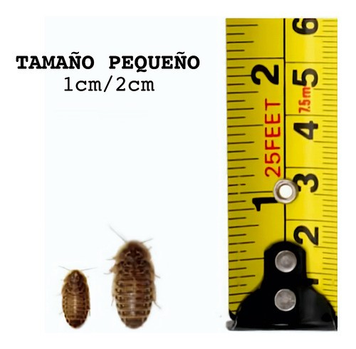 Cucaracha Dubia 100 Unidades / Tamaño Pequeño 1cm/2cm