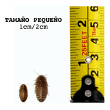 Cucaracha Dubia 100 Unidades / Tamaño Pequeño 1cm/2cm