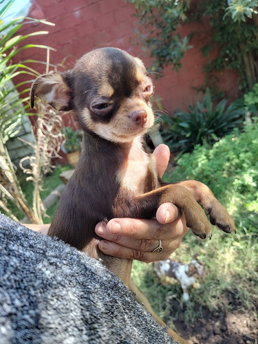 Chihuahua Macho Chocolate Con Pedigree