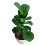 Combo Ficus Pandurata/lyrata + Maceta Premium