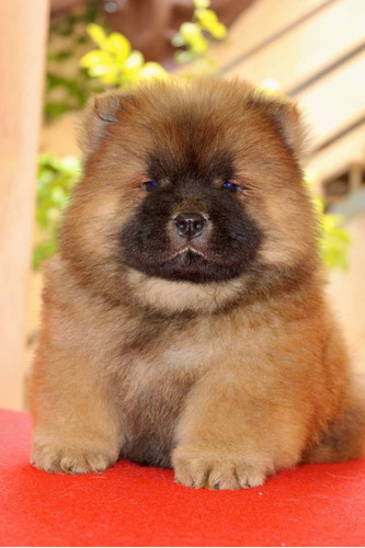 Chow Chow Hembra/macho Color Leonado (leer Descripcion)