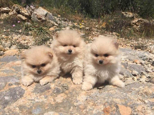 Cachorros Pomerania Cara De Oso Bonitos 