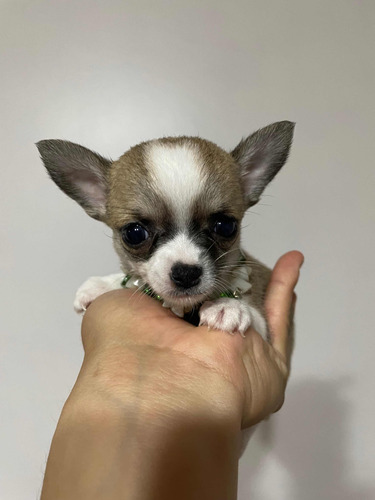 Chihuahua Hembra Inscrita