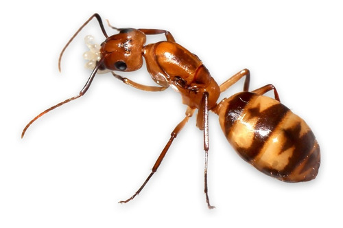 Hormiga Reina Camponotus Conspicuus Zonatus