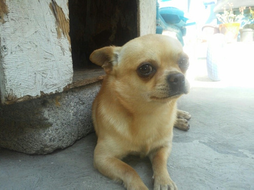 Perro Chihuahua Caveza De Manzana Para Monta 