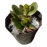 Crassula Ovata -  Árbol De Jade 