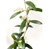 Olivo Árbol Frutal Ornamental En Producción 