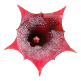 Huernia Híbrida 02 Ascleps Diferente Muda Flor Vermelha