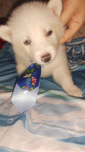 Lindo Machinho De Husky Siberiano Com 2 Mês Da Cor Branca