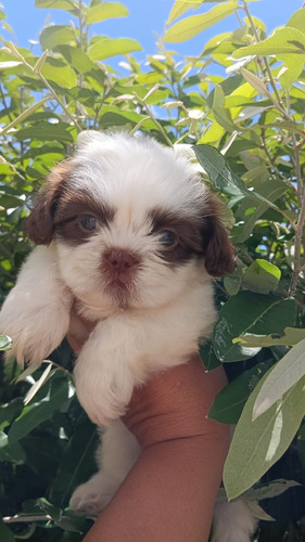 Shihtzu  Macho