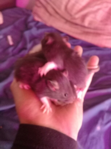 Ratas Dumbo