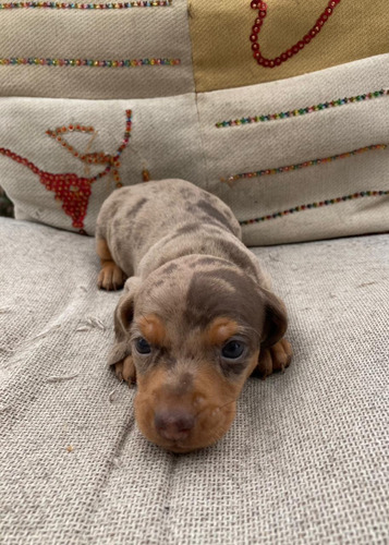 Cachorra Teckel Dachshund Choco Merle