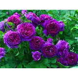 10 Semillas De Rose Que Sube Púrpura /.