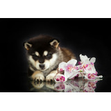 Colosal Husky Gran Pedigri Chip Garantía Dvida 22