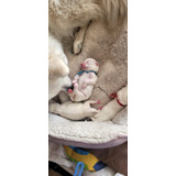 Cachorros Samoyedos