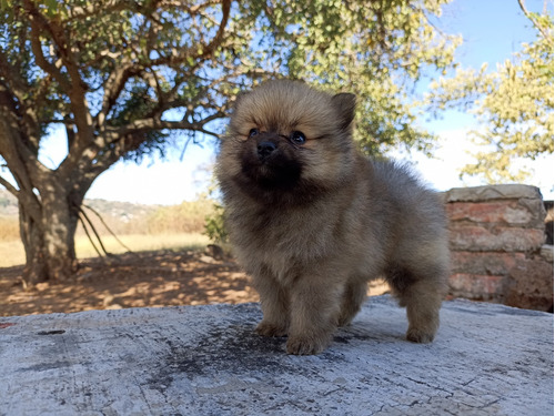 Cachorra Pomerania 