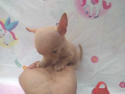   Cachorra Chihuahua Hembra Micro Tacita Miniatura Bolsillo