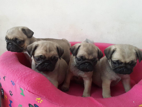 Cachorros Pug 