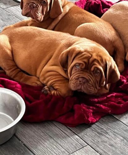 Cachorros Dogo De Burdeos 