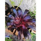 Suculenta De Colección Rosa Negra Aeonium Arboreum