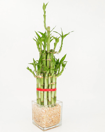 Plantas De Interior: 21 Varitas De Lucky Bambú, 45cm Alto