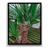 Planta Yucca 