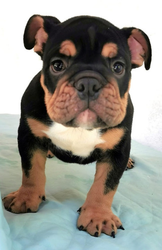 Perros Cachorros Bulldog Ingles Black Tri Mascotas  