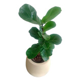 Combo Ficus Pandurata + Maceta Mate N40  Rotomoldeo Rústica 