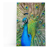 Pavão Ave Animais Natureza Decorativo Quadro Canvas 60x40cm