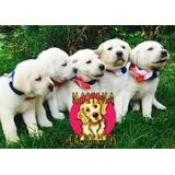 Cachorritos Labrador Machitos + Set 10 Pouch Royal Canin 