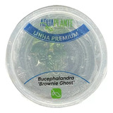 Planta Aquaplante Bucephalandra Brownie Ghost